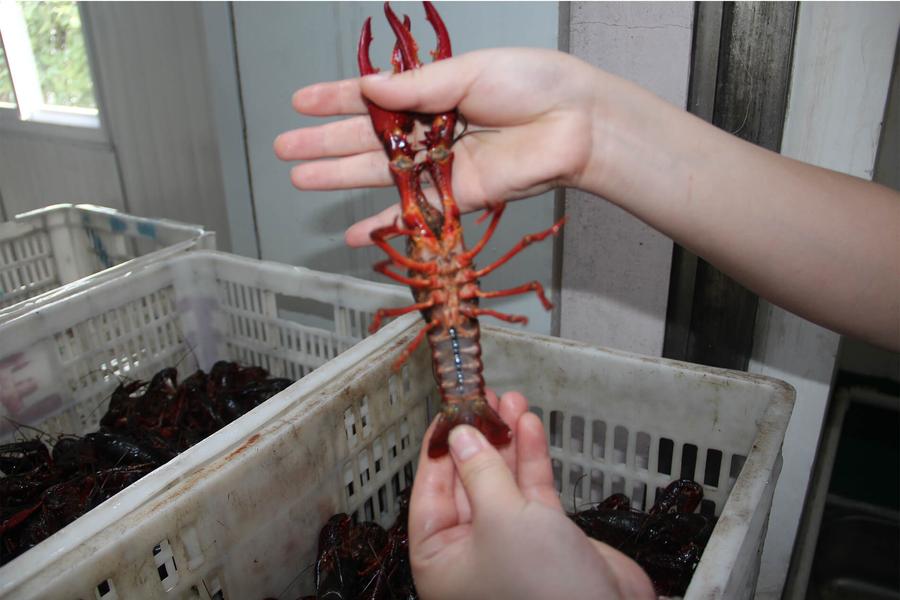龙虾规格2.jpg